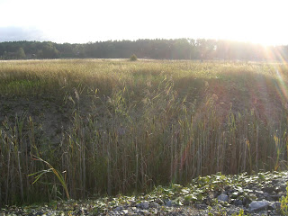 CIMG2290 - Morgoncykling - först kallt sedan svettigt