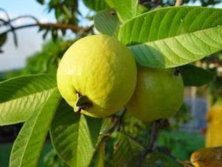 Jambu Biji merupakan buah yang berasal dari Brazil dan di sebarkan melalui Negara Thailand Manfaat Dan Khasiat Jambu Biji Untuk Kesehatan