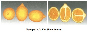 Limon Nasil Yetistirilir Puf Noktalari Yesil Parmak