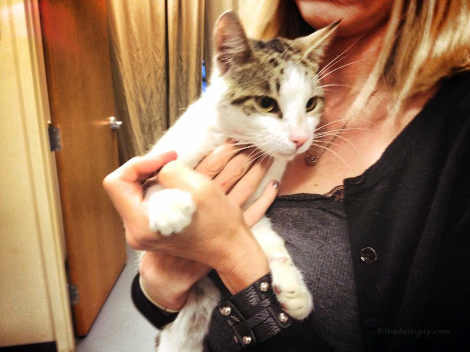adopting a cat with three legs special needs cat adoption, feline friendship