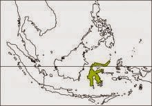 Sulawesi ground dove Gallicolumba tristigmata