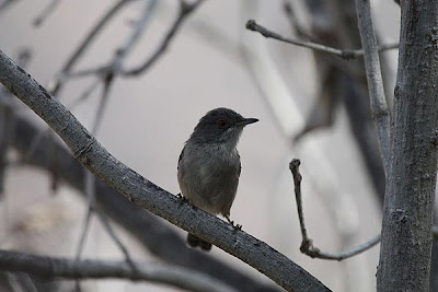 Hembra de curruca cabecinegra