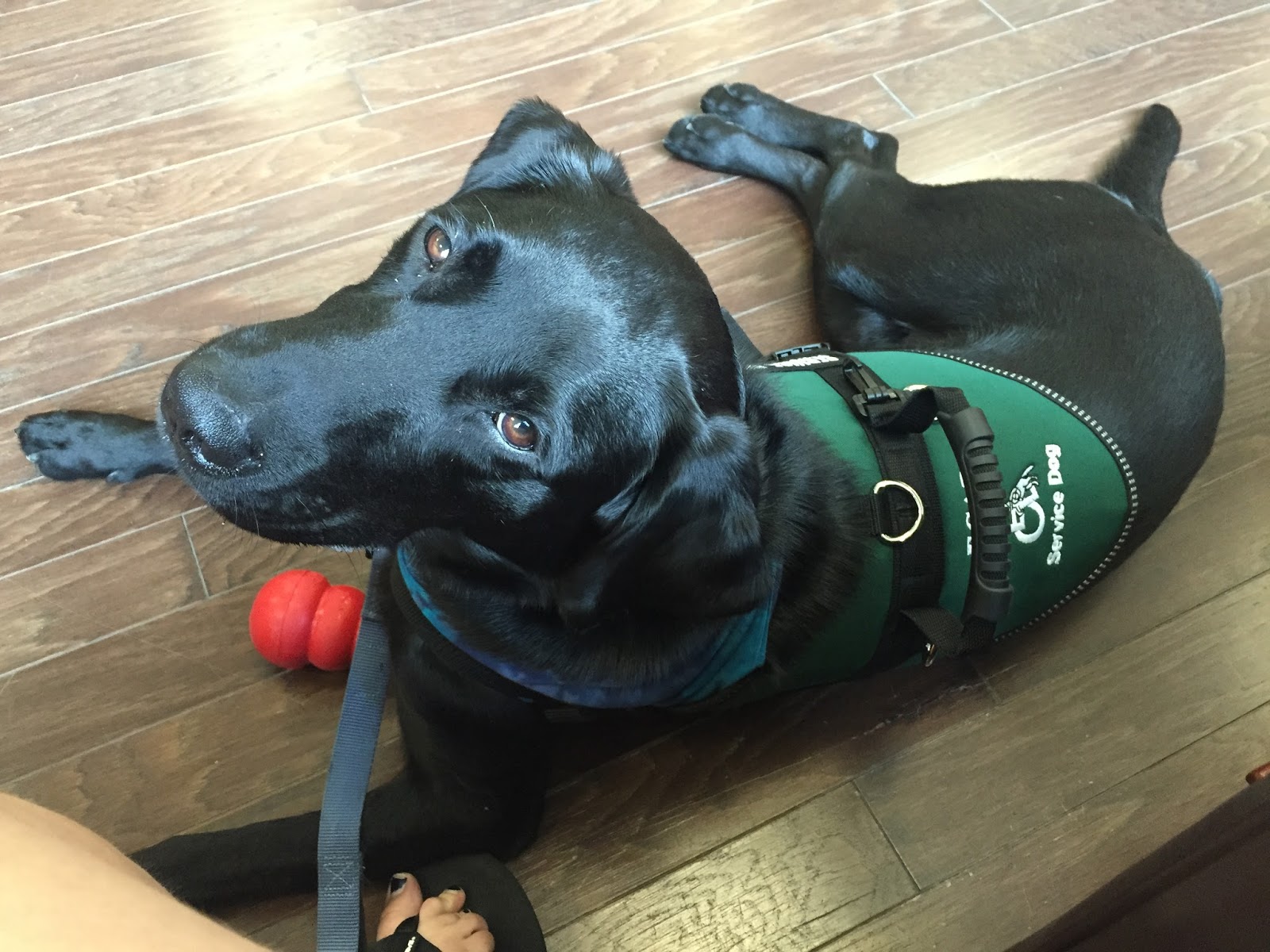 Types Of Service Dog Vests