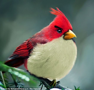 angry-birds-red.jpg
