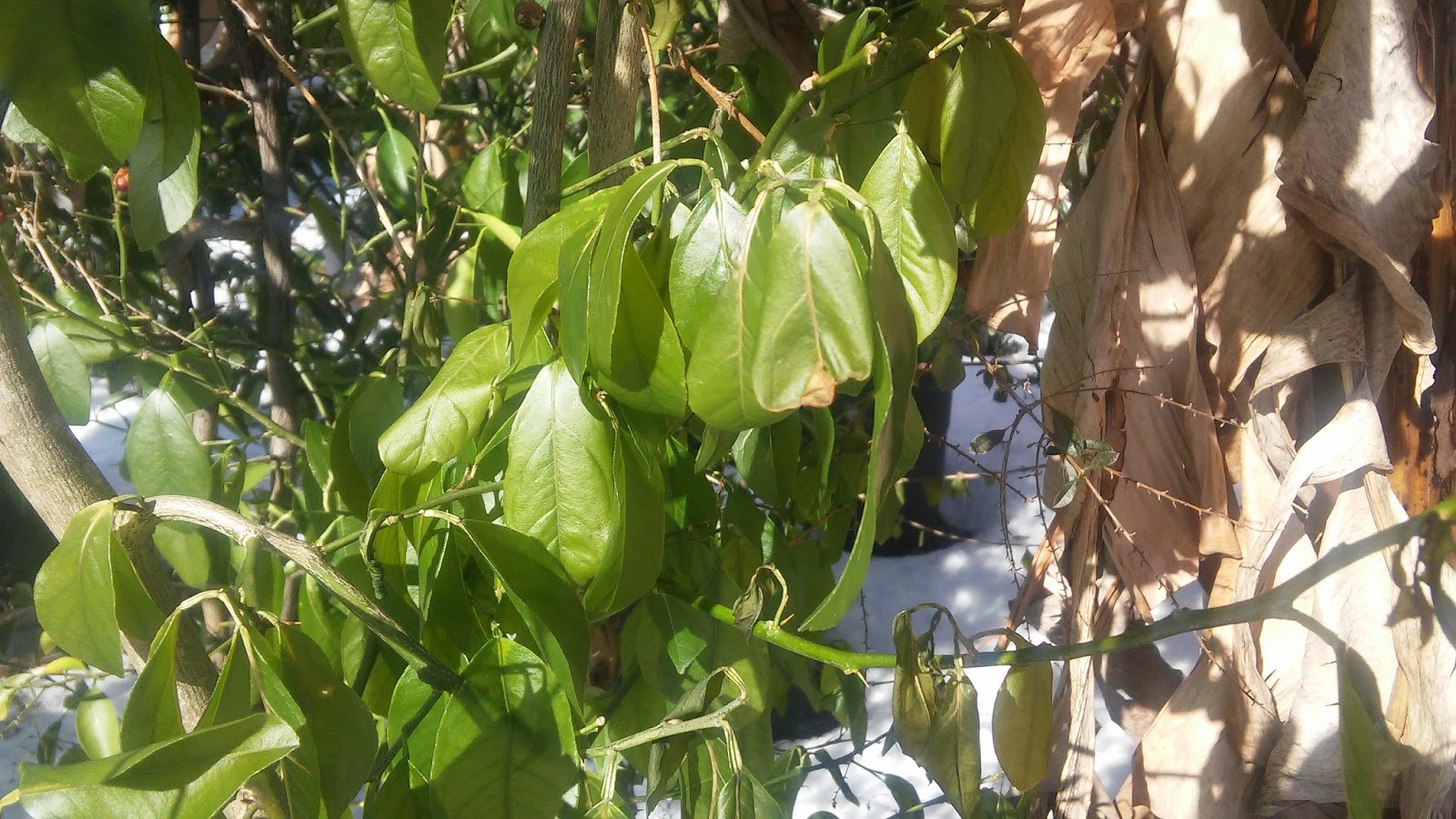 The Citrus Guy Citrus Freeze Damage and What you Should or Should Not do