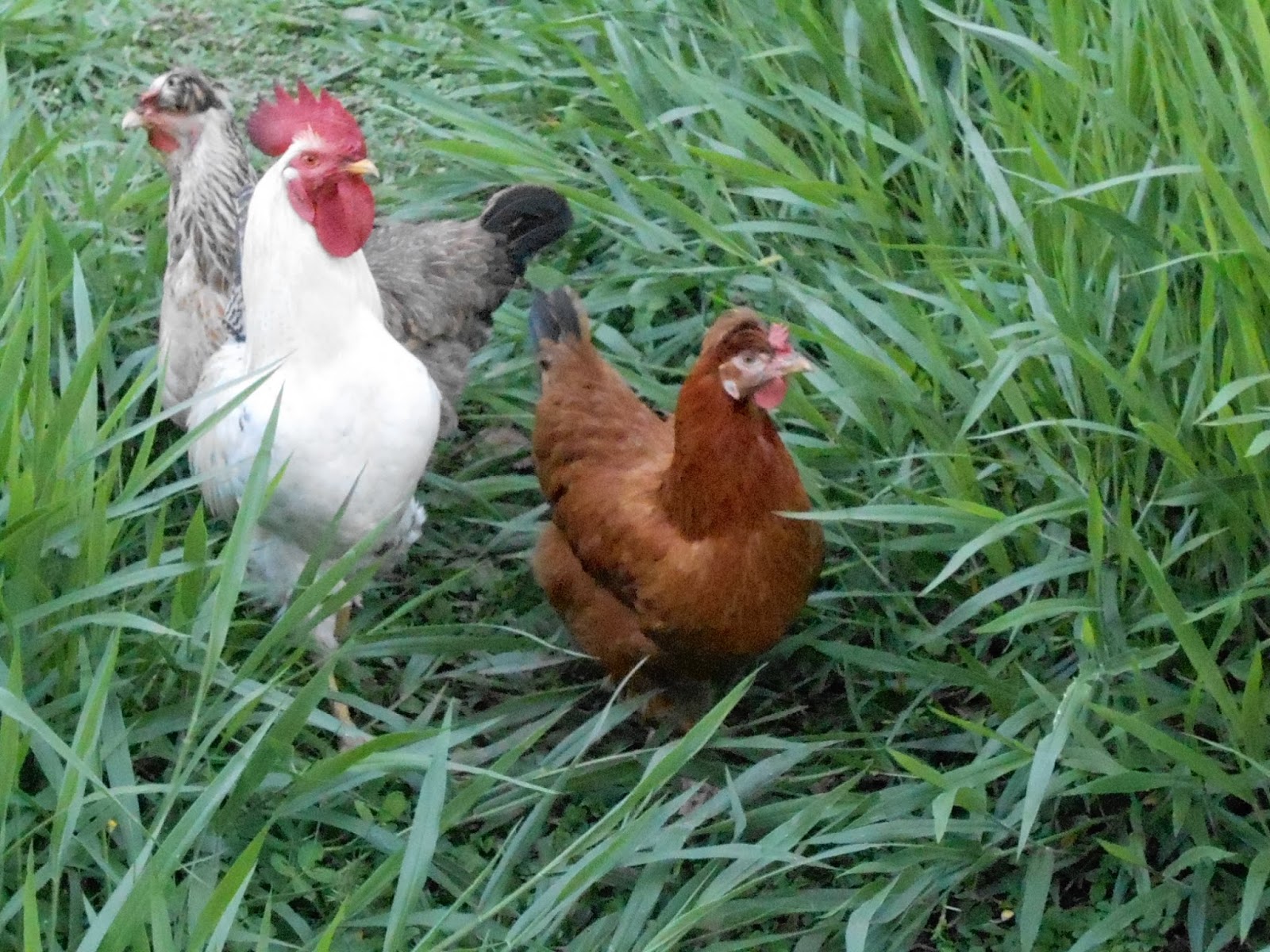 My Tropical Organic Garden Free Range Chickens