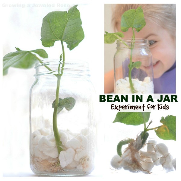 Bean Experiment for Kids