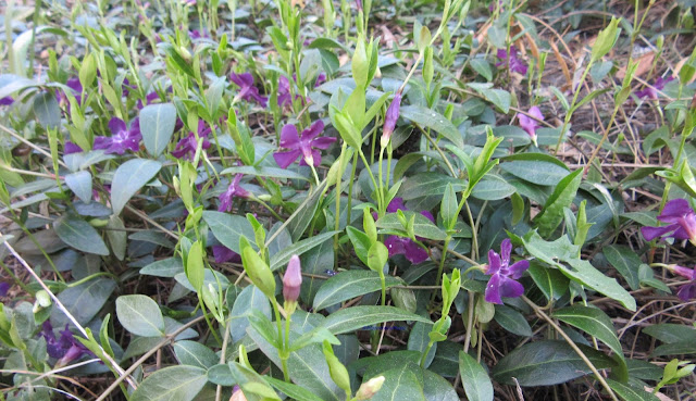 Isotalvio - Vinca major - Greater Periwinkle