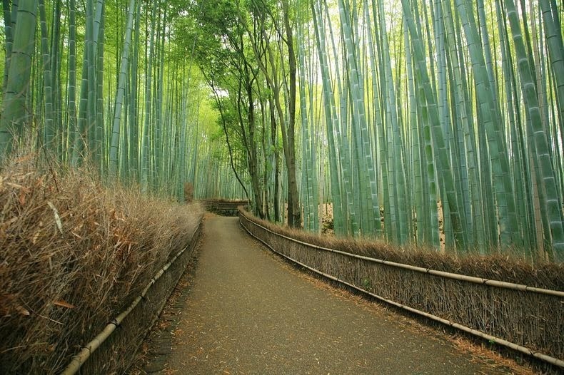 The Famous Bamboo Forest of Sagano, Japan