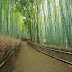 The Famous Bamboo Forest of Sagano, Kyoto, Japan