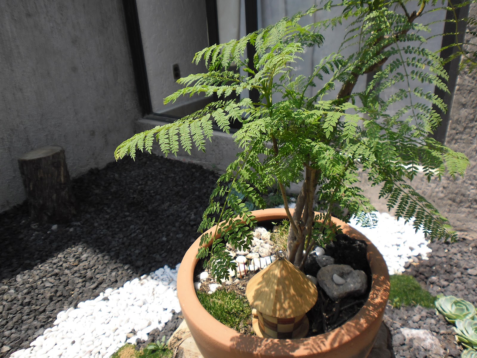 Flores Mexicanas "Piante e Fiori": Jacaranda Bonsai