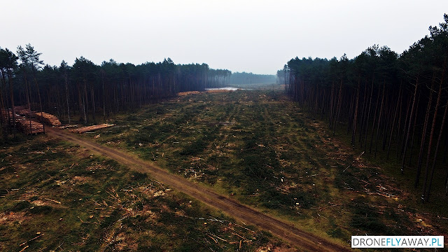 Widok z drona na wycinkę drzew w okolicy wsi Tryszczyn