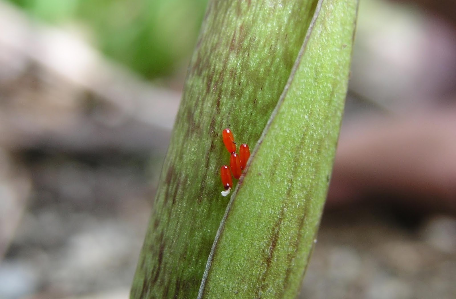 WSDA AgBriefs: Pest Alert! Lily leaf beetle is on the move