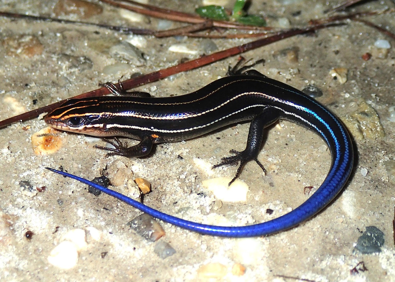 Good Enough: Beware the Plestiodon!
