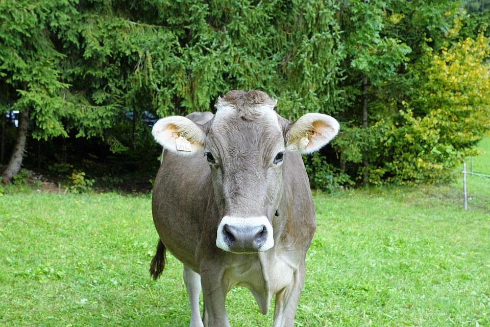 Sebutkan Tata Cara Menyembelih Binatang Secara Mekanik