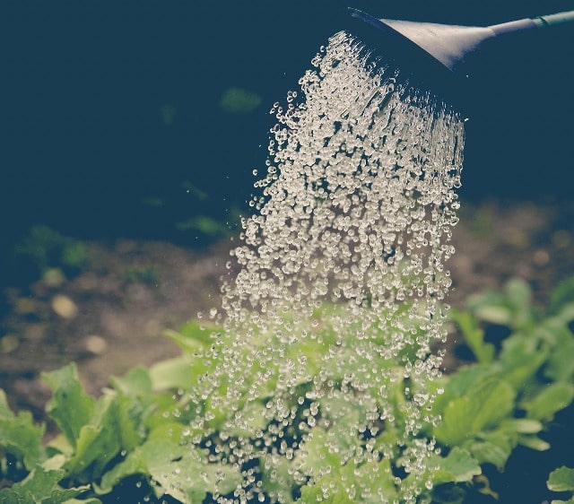 get started self-watering planter water plants vegetables herbs
