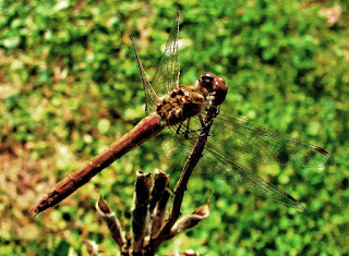 Libelle, Odonata, , Libellen, dragonfly, Libélula, libellule Insekten, insekte, insektet, intsektuak, insekti, Насекоми, insekter, insects, Putukad, Hyönteiset, insectes, έντομα, serangga, feithidí, skordýr, insetti, ensèk