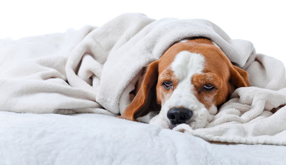 AS PRINCIPAIS DOENÇAS DOS CÃES