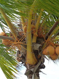 Cocotier - Cocos nucifera - Noix de Coco Cocotier - Cocos nucifera - Noix de Coco