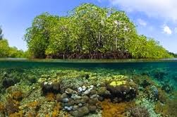 Hubungan antara Keanekaragaman Hayati dan Stabilitas Komunitas - (LIFE