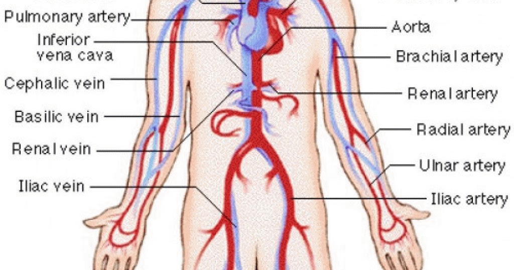 Human Circulatory System, Std- 10 - CbseGuru