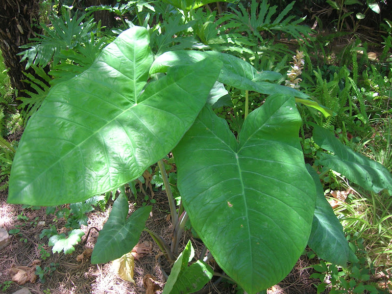 Recregarden: XANTHOSOMA SAGITTIFOLIUM