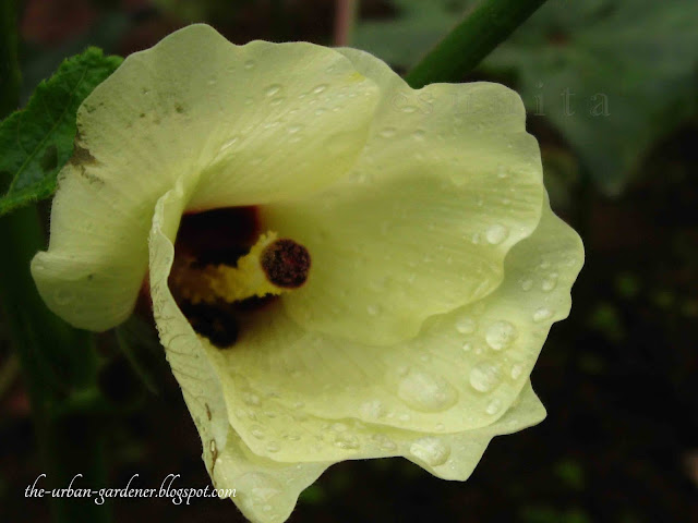 Okra flower shows beauty of vegetable flowers