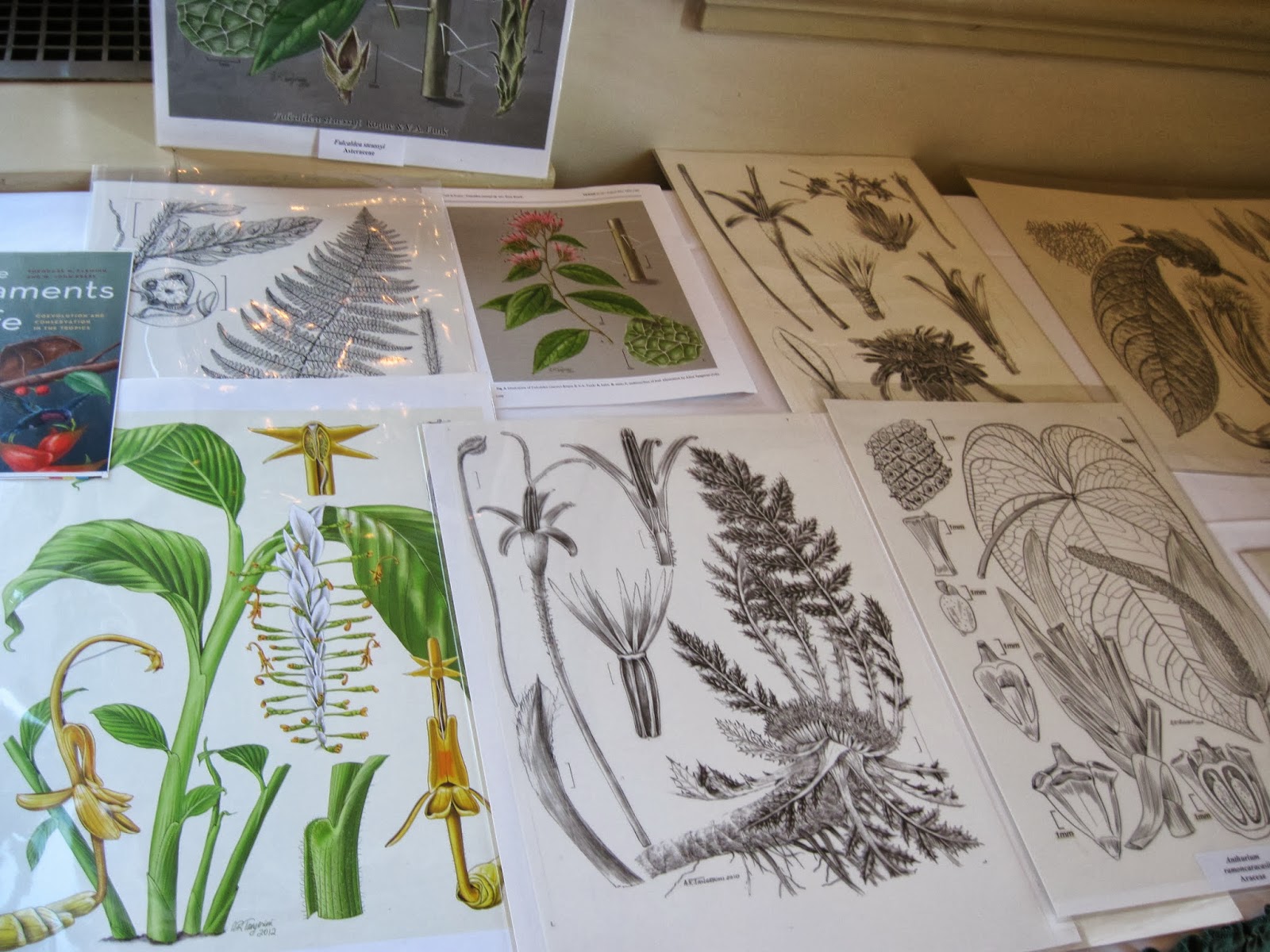 Central Virginia Botanical Artists American Society of Botanical