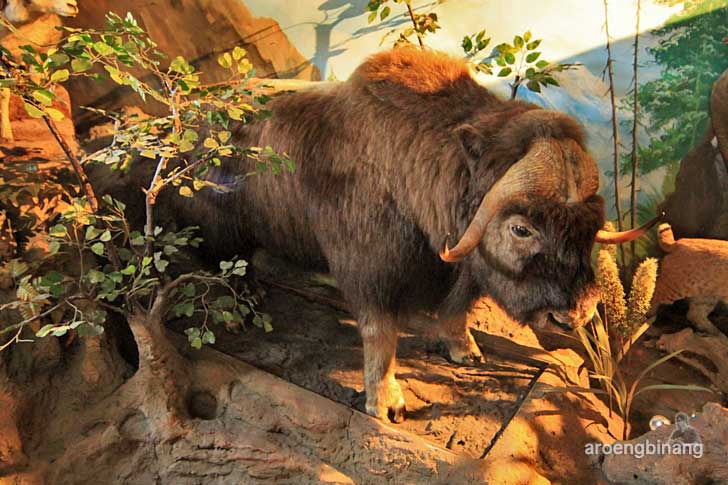 rahmat international wildlife museum gallery