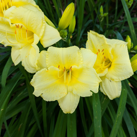 image of yellow flowers