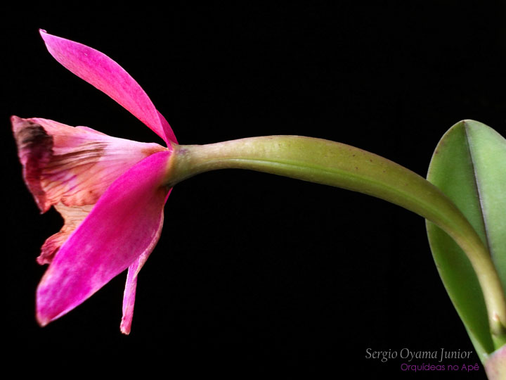 Orquídeas no Apê: Como polinizar orquídeas