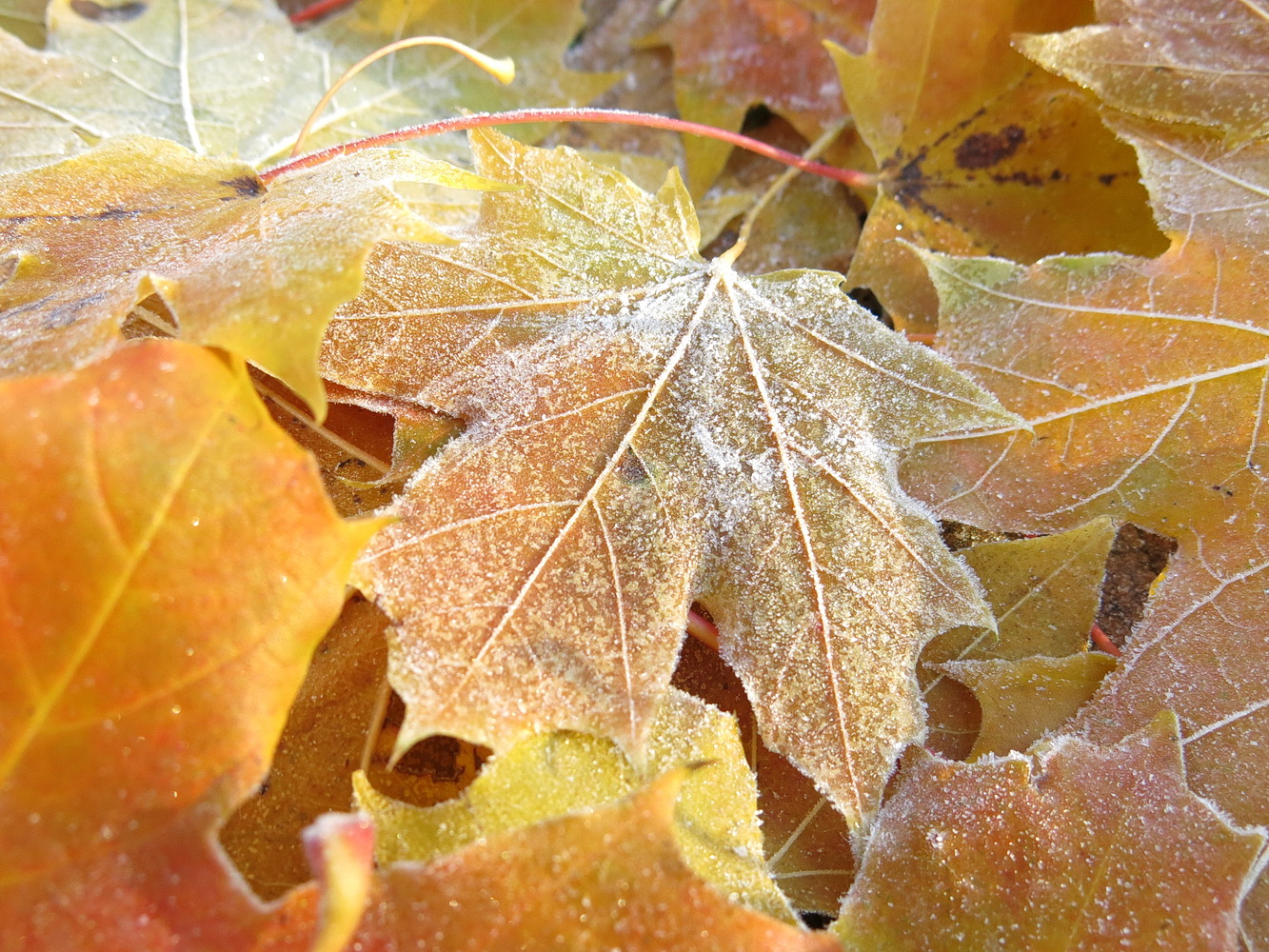 Описание сентября для детей. Как появилась 1 осень. Как появилась 1 осень. Деревья желтеют. Стихи про осень.