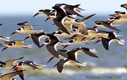birds flight photographing groups birding tips stokes skimmers depth increase such photograph them fun