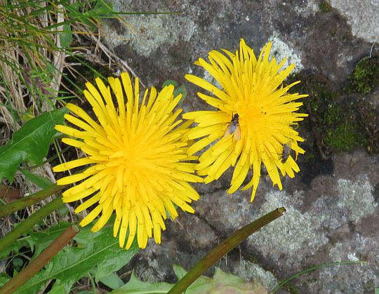Mniszek pospolity (Taraxacum sect. Taraxacum). Mniszek pospolity (Taraxacum sect. Taraxacum).