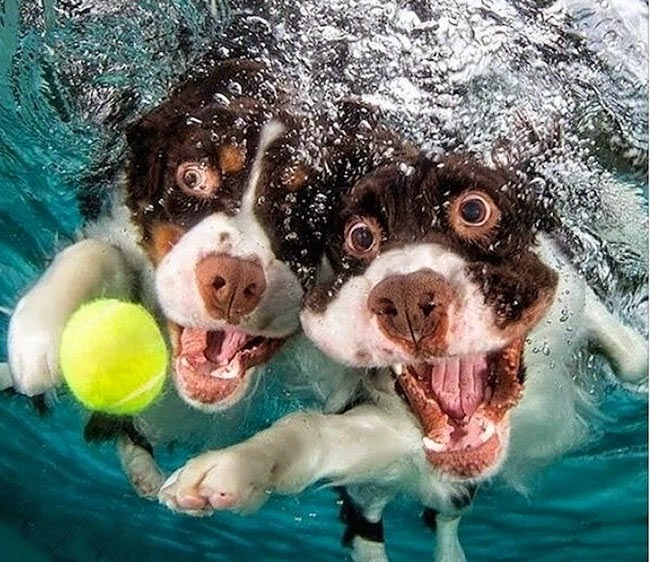Amazing Shots Of Dogs Diving Under Water For Balls My99Post