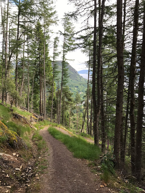 Forest Trails on the Great Glen Way