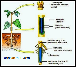 Fungsi meristem lateral