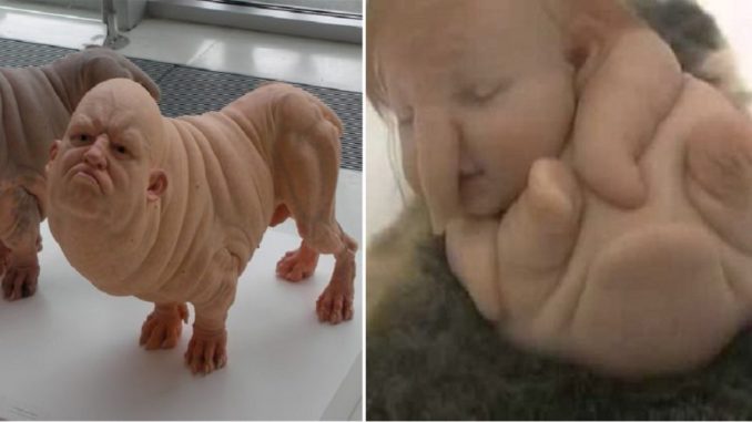 cruzamento entre humano e animal gera polemica entre cientistas