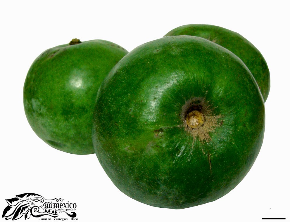Folklore de México "Zapote blanco" Casimiroa edulis