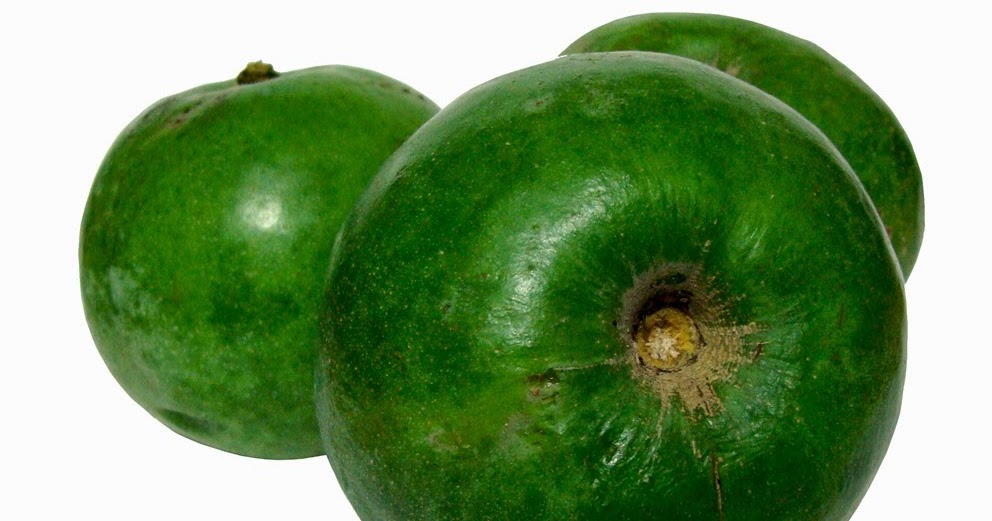 Folklore de México "Zapote blanco" Casimiroa edulis