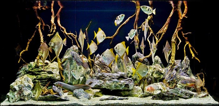 78 Foto Desain Aquarium Predator Hd Terbaru Yang Bisa Anda Tiru