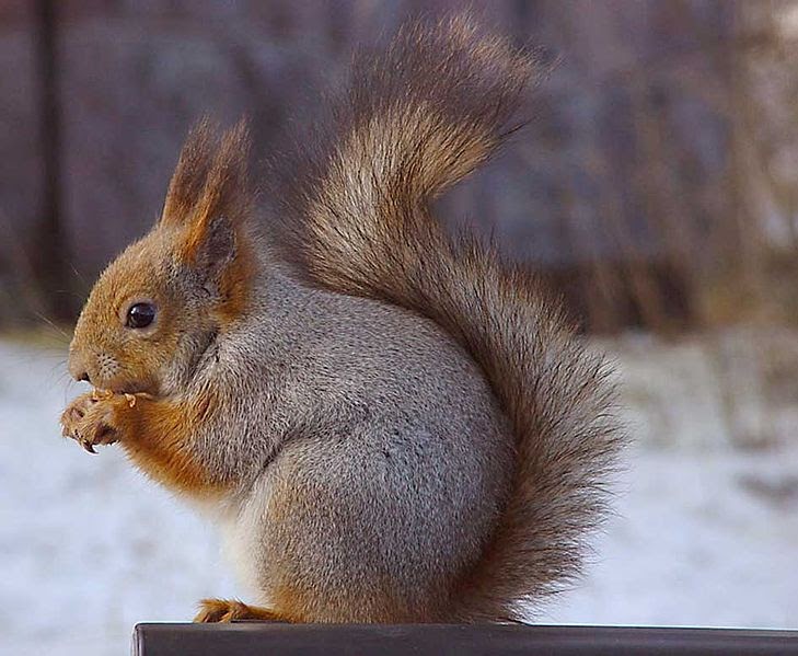 way-of-star-squirrel-years-vover-s-metai