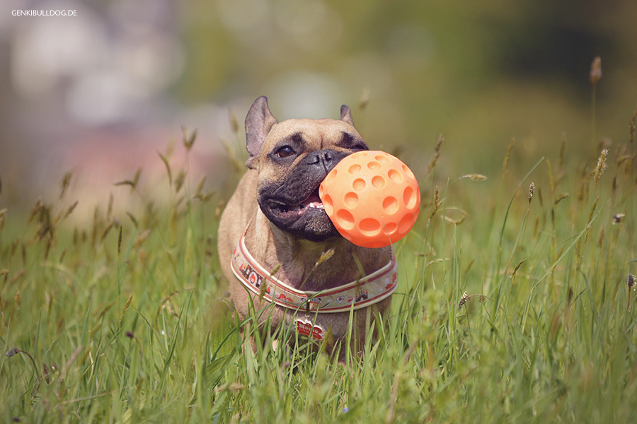 Hundeblog Genki Bulldog - Ausflug zum Dilsberg Hundeblog Genki Bulldog - Ausflug zum Dilsberg