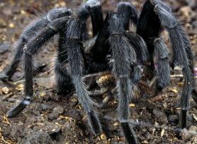 Tarantulas Predator | Animals In The World