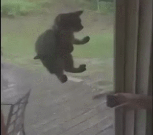 Funny cats - part 203, best funny cat gifs, cute cats, adorable cat gifs