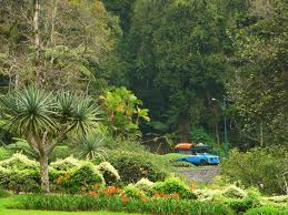 Kebun Raya Cibodas www.belantaraindonesia.org