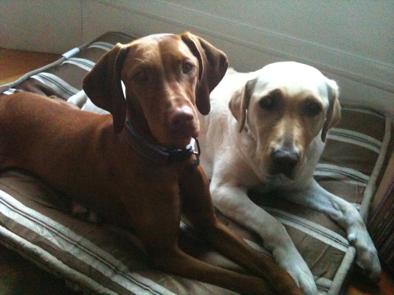 The Hungry Dog Chocolate snickerdoodles, and another houseguest