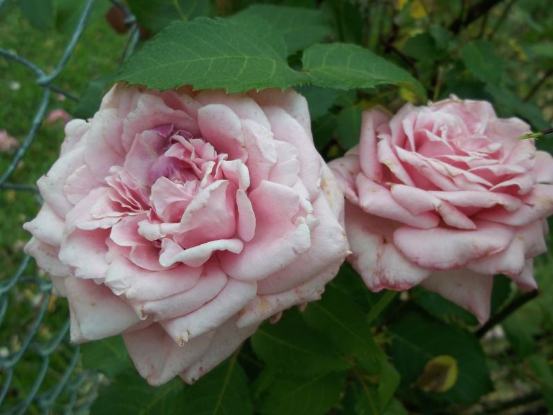 Davy's Louisiana Gardening Blog: My Top Louisiana Rose