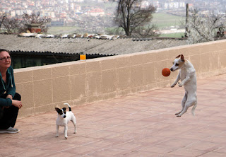 Thelma leaping for the ball Thelma leaping for the ball