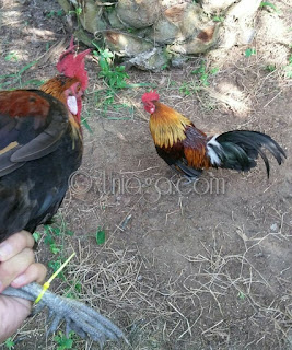 34++ Gambar burung punai tanah terbaru